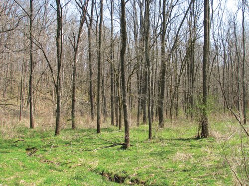 Property photo 23 - 137 Acres in 2 Tracts - 64 Tillable Acres, Potential Building Sites, Hunting
